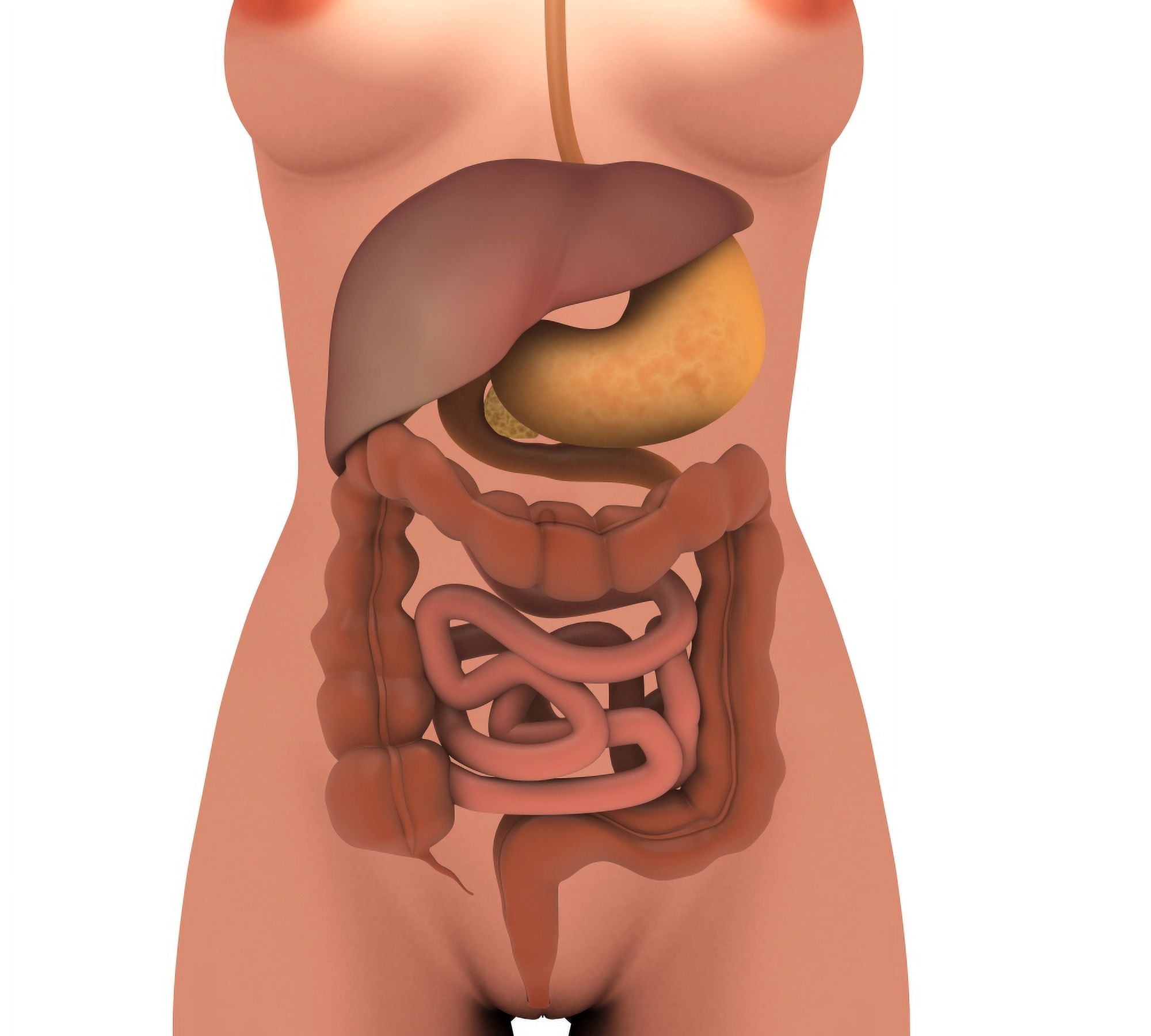 Conceptual image of human digestive system in female body Canvas Art - Stocktrek Images (30 x 27)