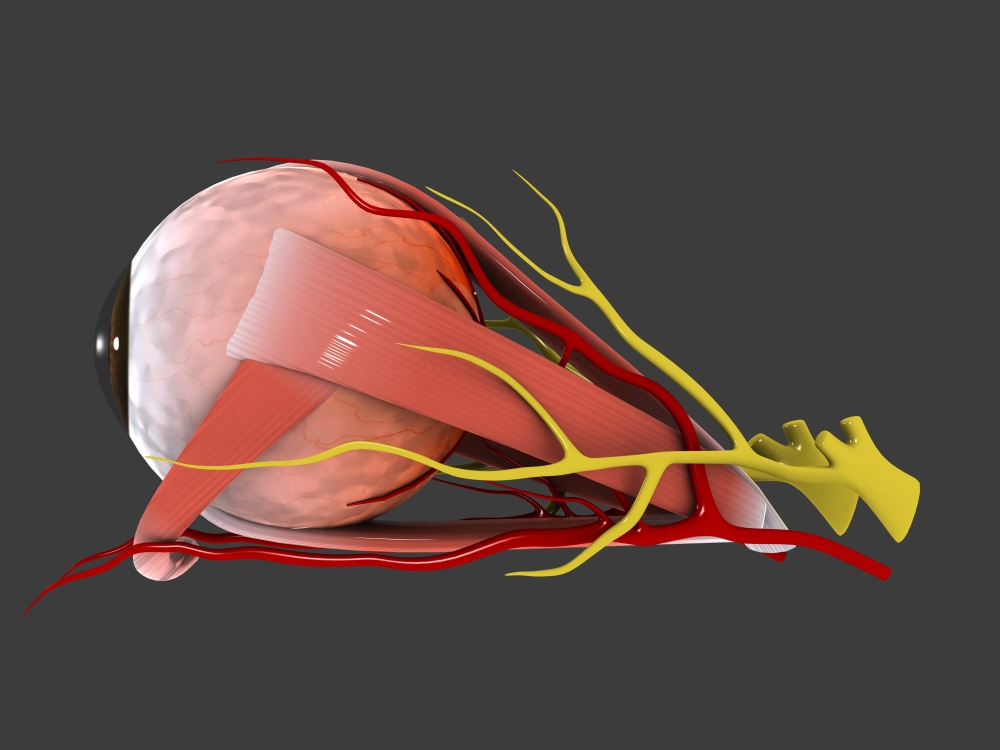 Conceptual image of human eye anatomy Canvas Art - Stocktrek Images (17 x 13)