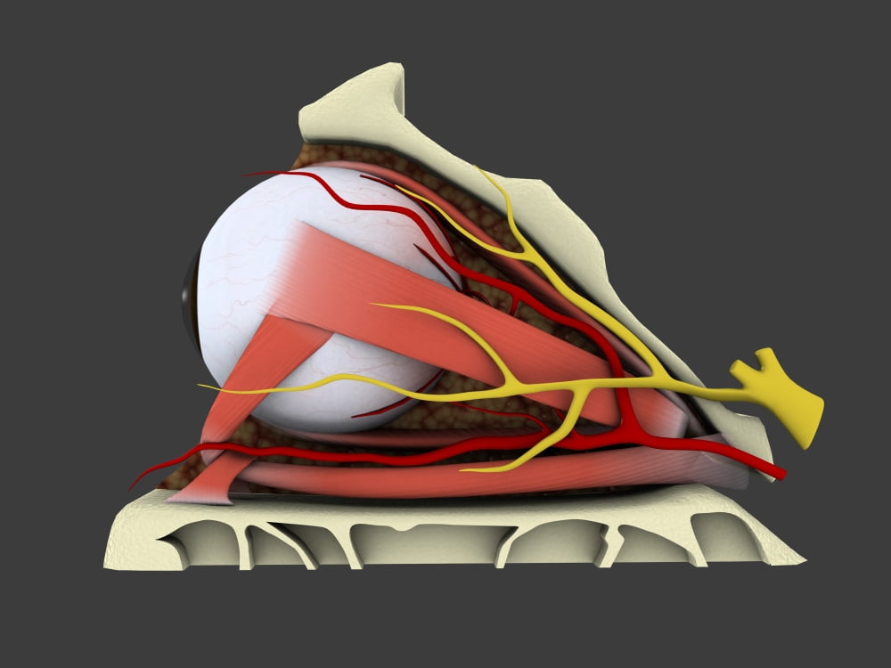 Conceptual image of human eye anatomy Canvas Art - Stocktrek Images (17 x 13)