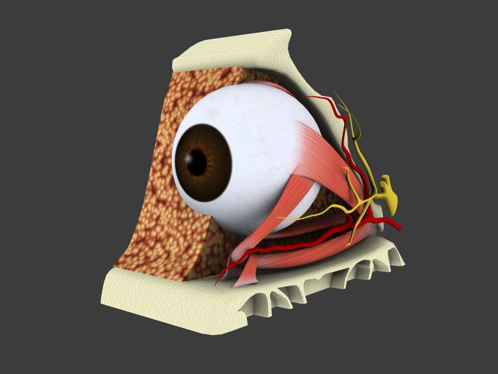 Conceptual image of human eye anatomy Canvas Art - Stocktrek Images (17 x 13)