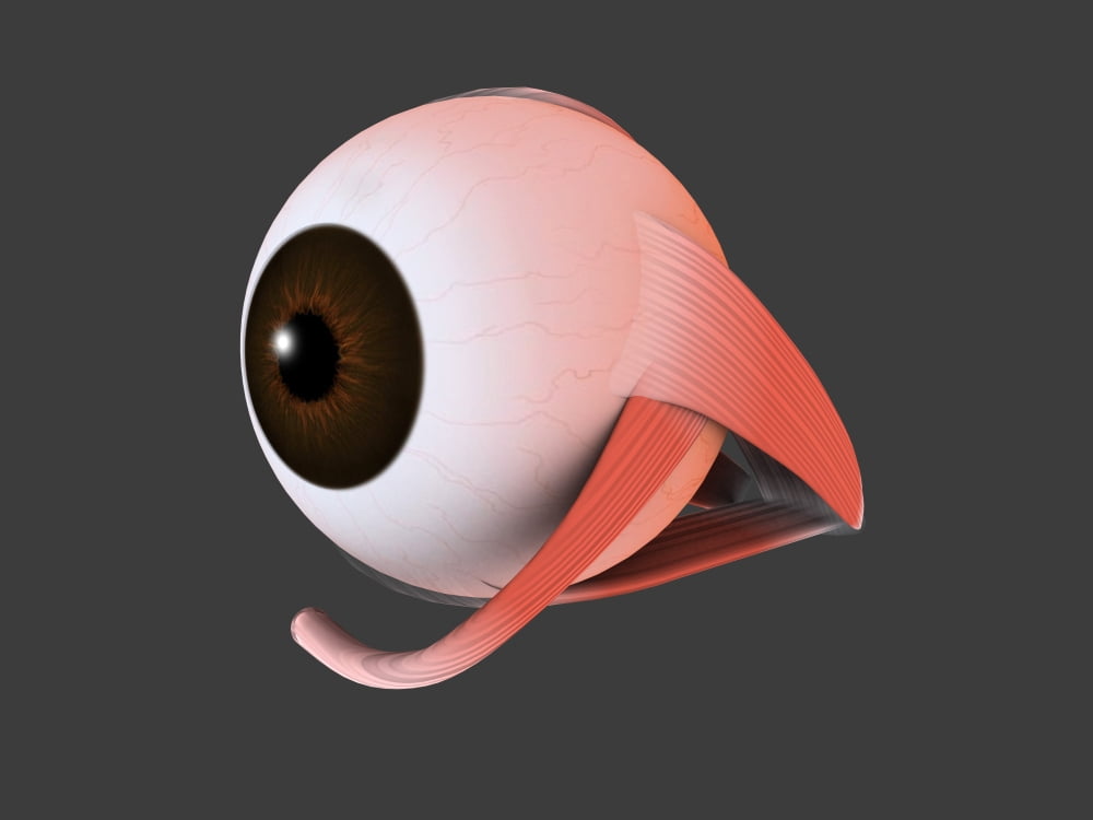 Conceptual image of human eye anatomy Canvas Art - Stocktrek Images (17 x 13)