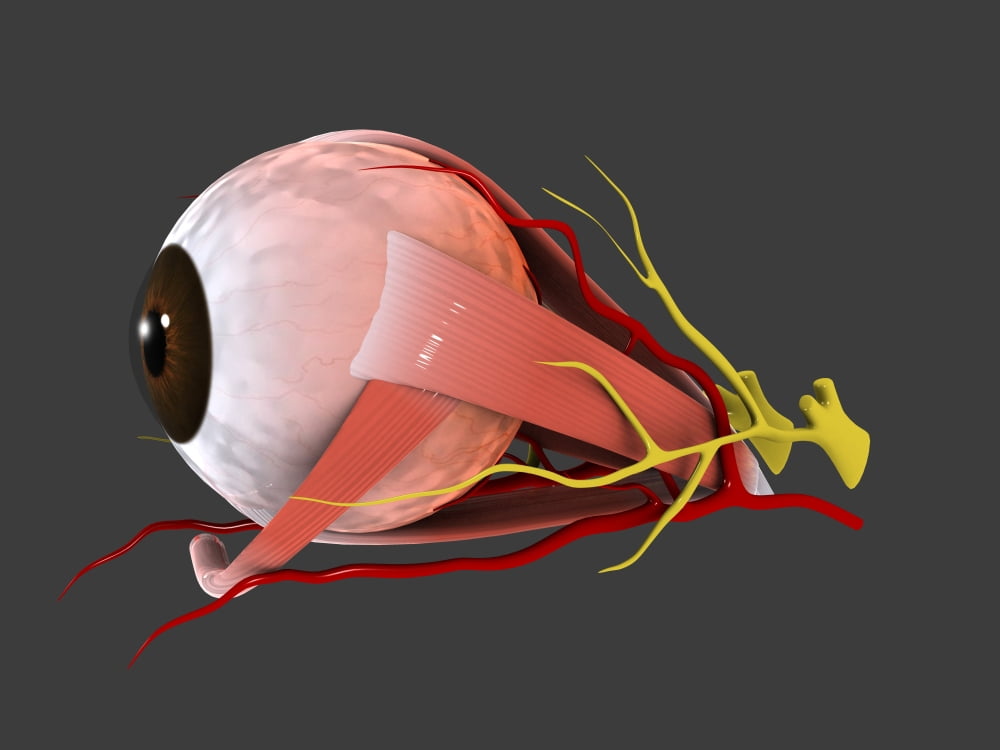 Conceptual image of human eye anatomy Canvas Art - Stocktrek Images (17 x 13)