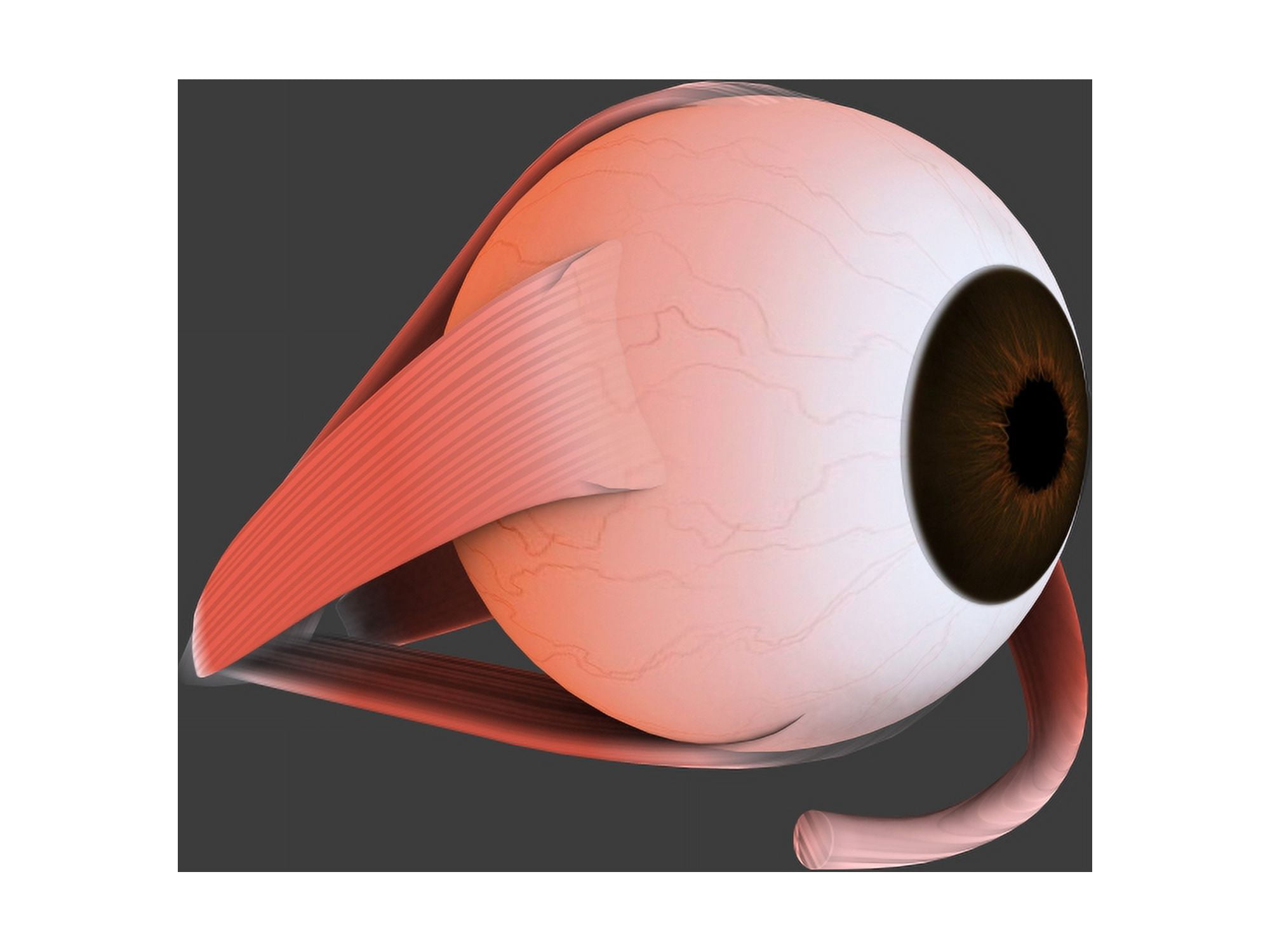 Conceptual image of human eye anatomy Canvas Art - Stocktrek Images (17 x 13)