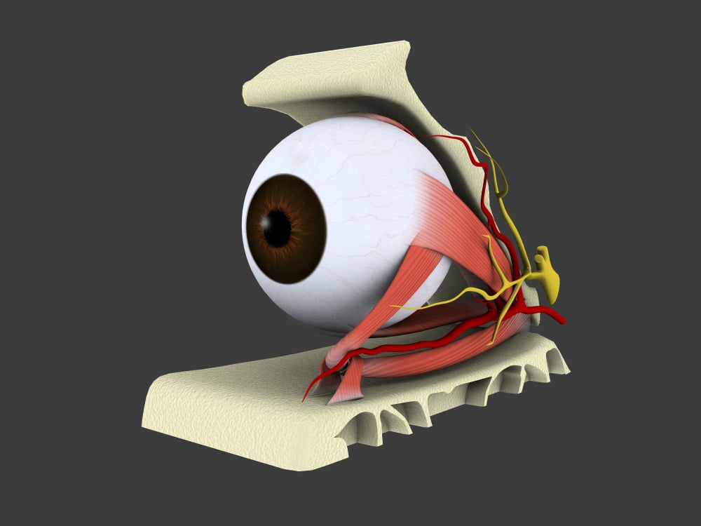 Conceptual image of human eye anatomy Canvas Art - Stocktrek Images (17 x 13)