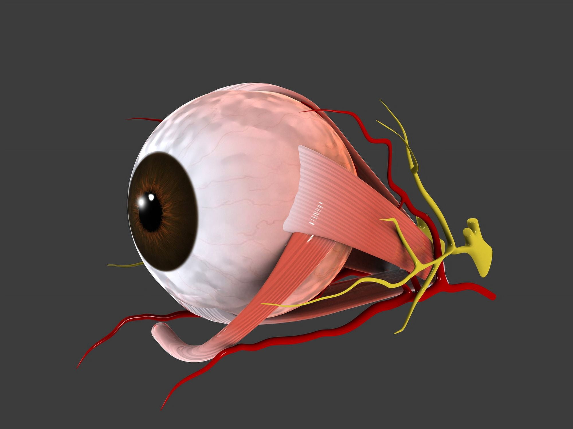 Conceptual image of human eye anatomy Canvas Art - Stocktrek Images (33 x 25)
