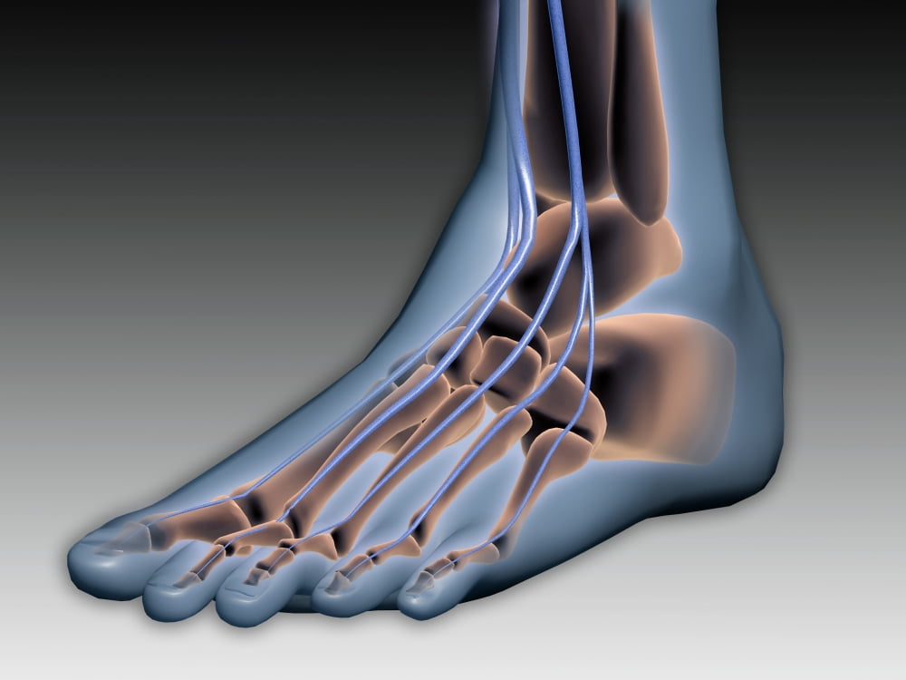 Conceptual image of human foot with nervous system Canvas Art - Stocktrek Images (17 x 13)