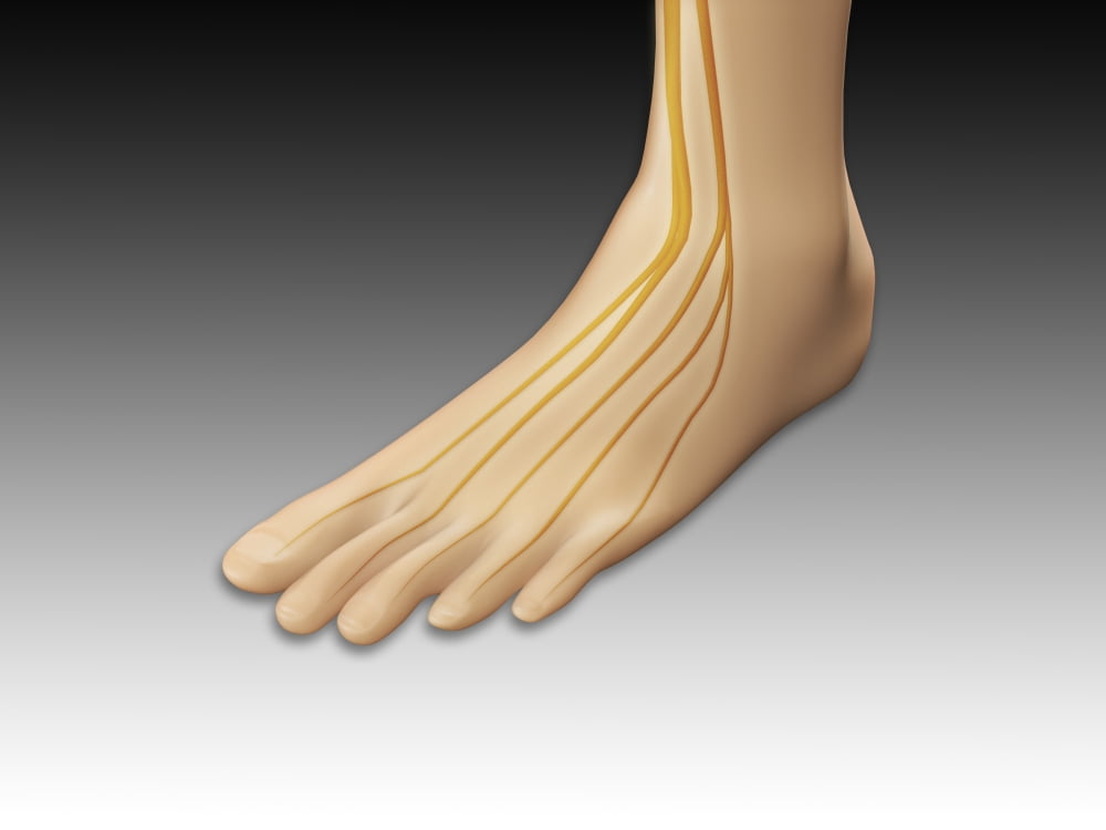 Conceptual image of human foot with nervous system Canvas Art - Stocktrek Images (33 x 25)
