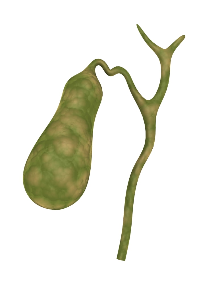 Conceptual image of human gall bladder Canvas Art - Stocktrek Images (25 x 33)