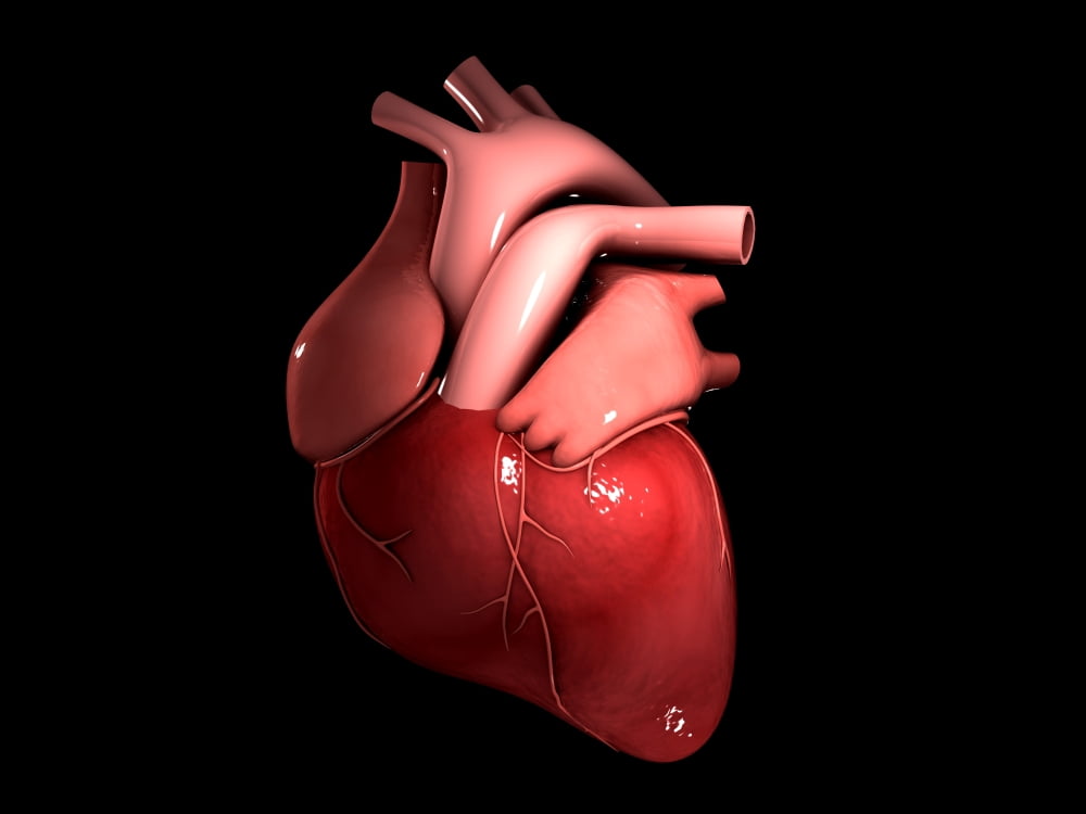 Conceptual image of human heart Canvas Art - Stocktrek Images (17 x 13)