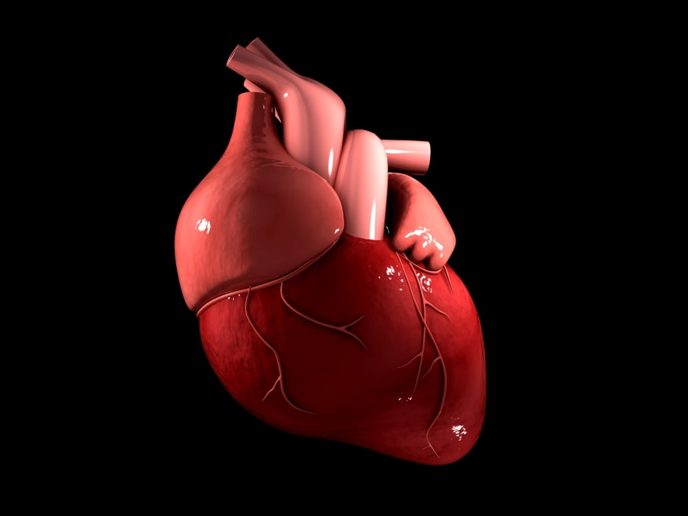 Conceptual image of human heart Canvas Art - Stocktrek Images (17 x 13)