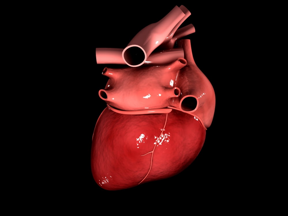 Conceptual image of human heart Canvas Art - Stocktrek Images (33 x 25)