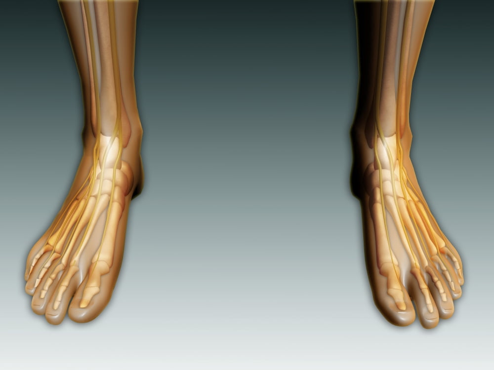 Conceptual image of human legs and feet with nervous system Canvas Art - Stocktrek Images (17 x 13)