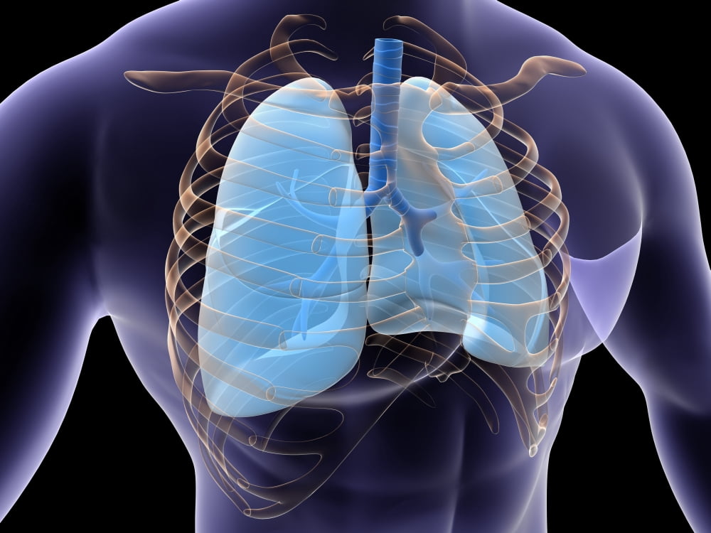 Conceptual image of human lungs and rib cage Canvas Art - Stocktrek Images (33 x 25)