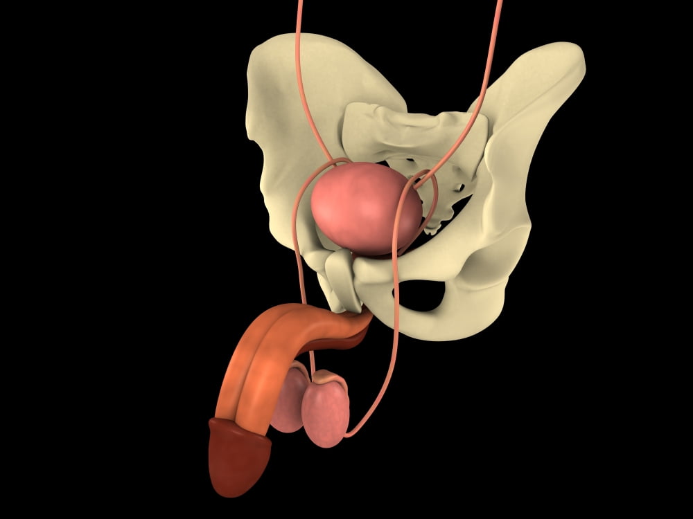 Conceptual image of human male reproductive organs Canvas Art - Stocktrek Images (33 x 25)