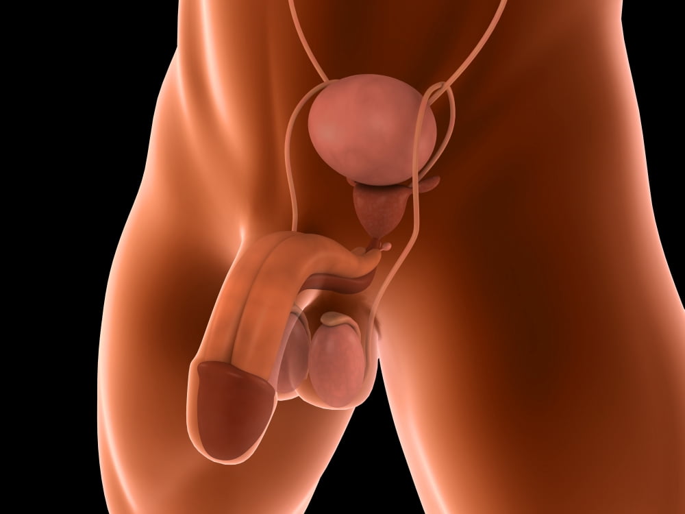 Conceptual image of human male reproductive organs Canvas Art - Stocktrek Images (33 x 25)