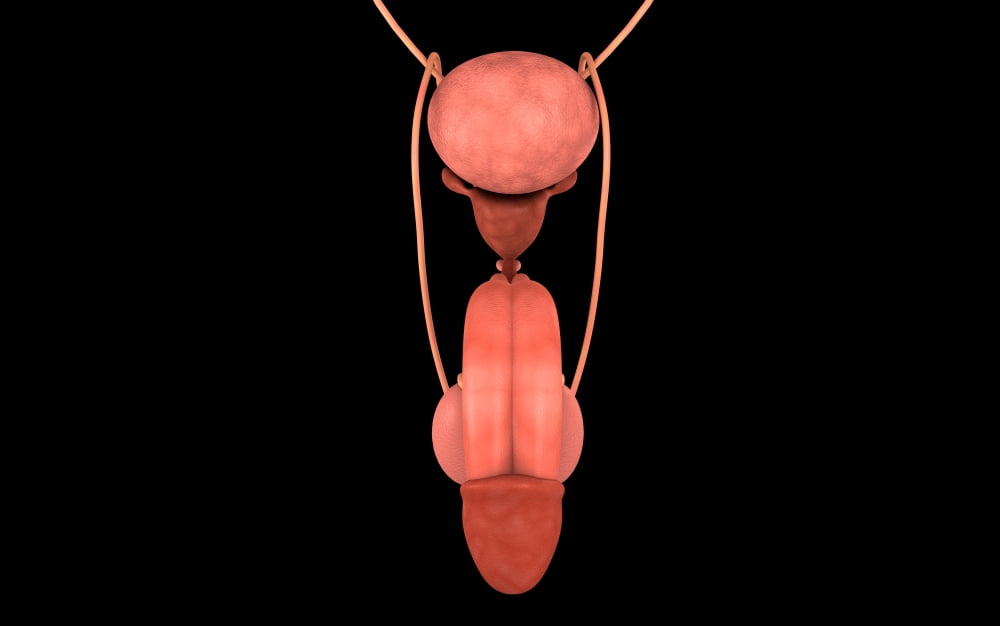 Conceptual image of human male reproductive organs Canvas Art - Stocktrek Images (36 x 23)
