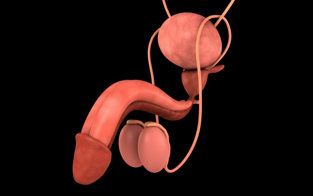 Conceptual image of human male reproductive organs Canvas Art - Stocktrek Images (36 x 23)