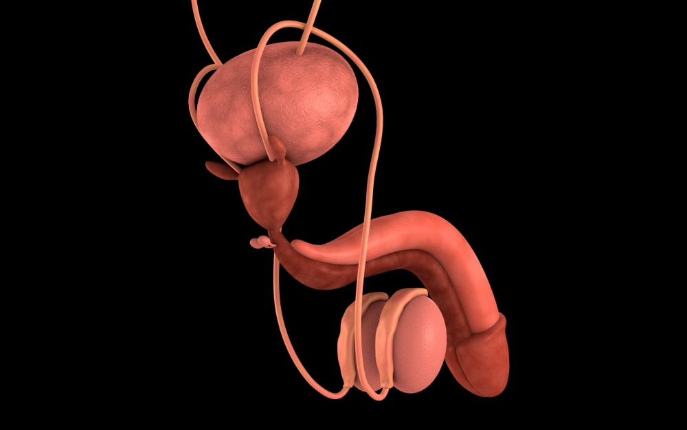 Conceptual image of human male reproductive organs Canvas Art - Stocktrek Images (36 x 23)