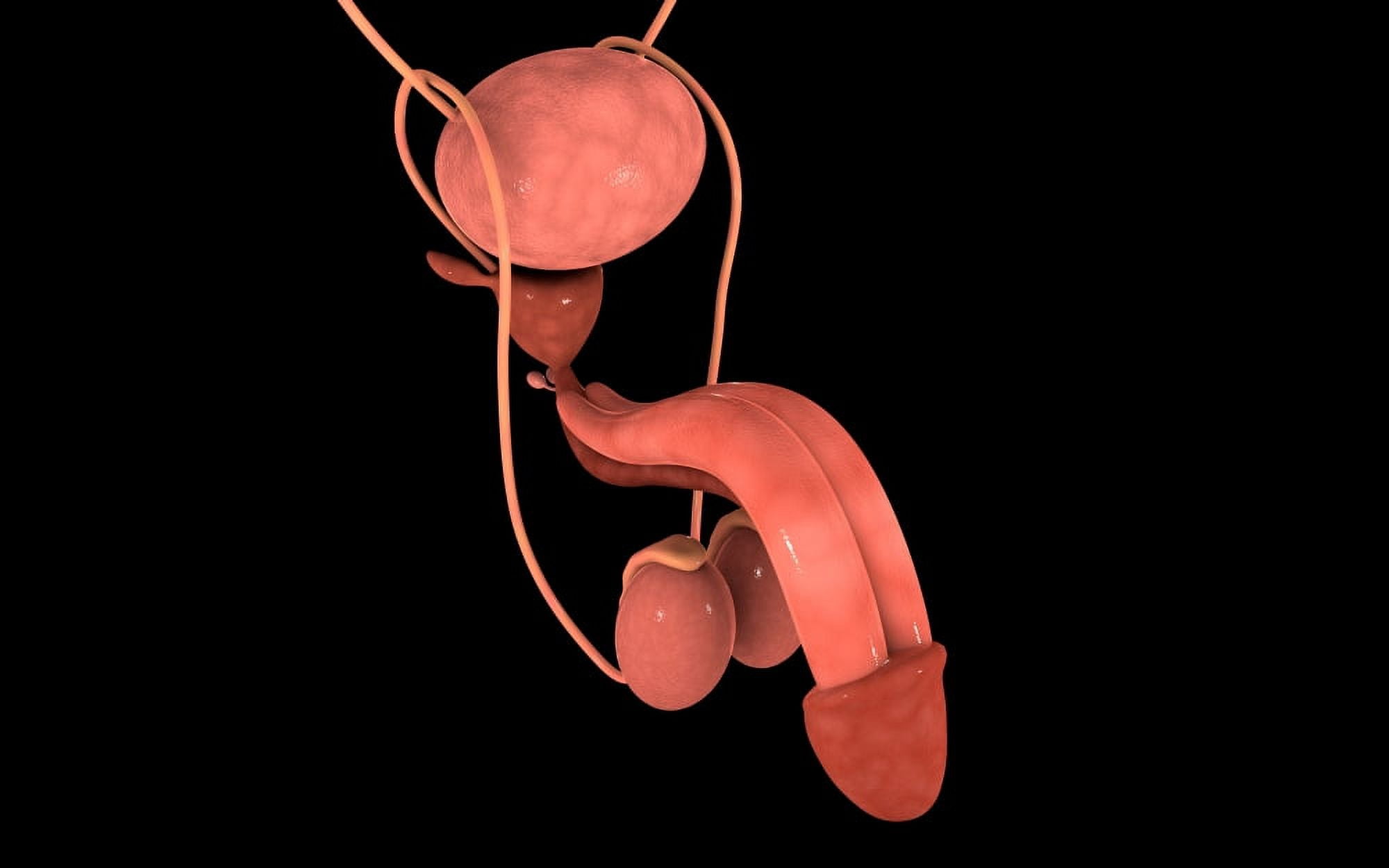 Conceptual image of human male reproductive organs Canvas Art - Stocktrek Images (36 x 23)