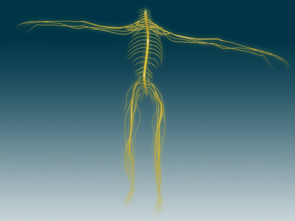 Conceptual image of human nervous system Canvas Art - Stocktrek Images (17 x 13)