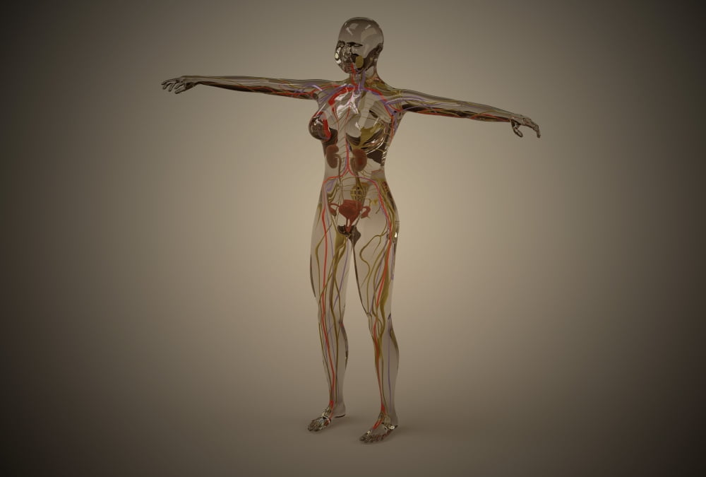 Conceptual image of human nervous system Canvas Art - Stocktrek Images (34 x 23)