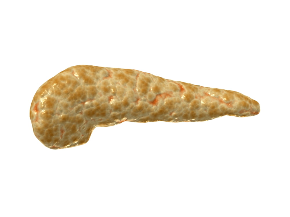 Conceptual image of human pancreas Canvas Art - Stocktrek Images (33 x 25)