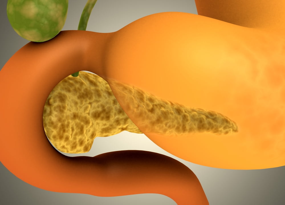Conceptual image of human pancreas and stomach Canvas Art - Stocktrek Images (17 x 12)