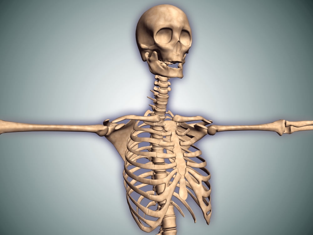 Conceptual image of human rib cage and spinal cord with skull Canvas Art - Stocktrek Images (33 x 25)