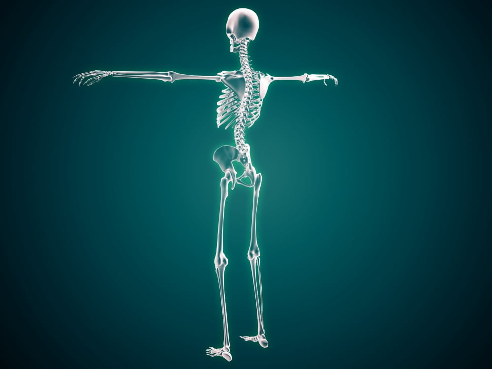 Conceptual image of human skeletal system Canvas Art - Stocktrek Images (17 x 13)