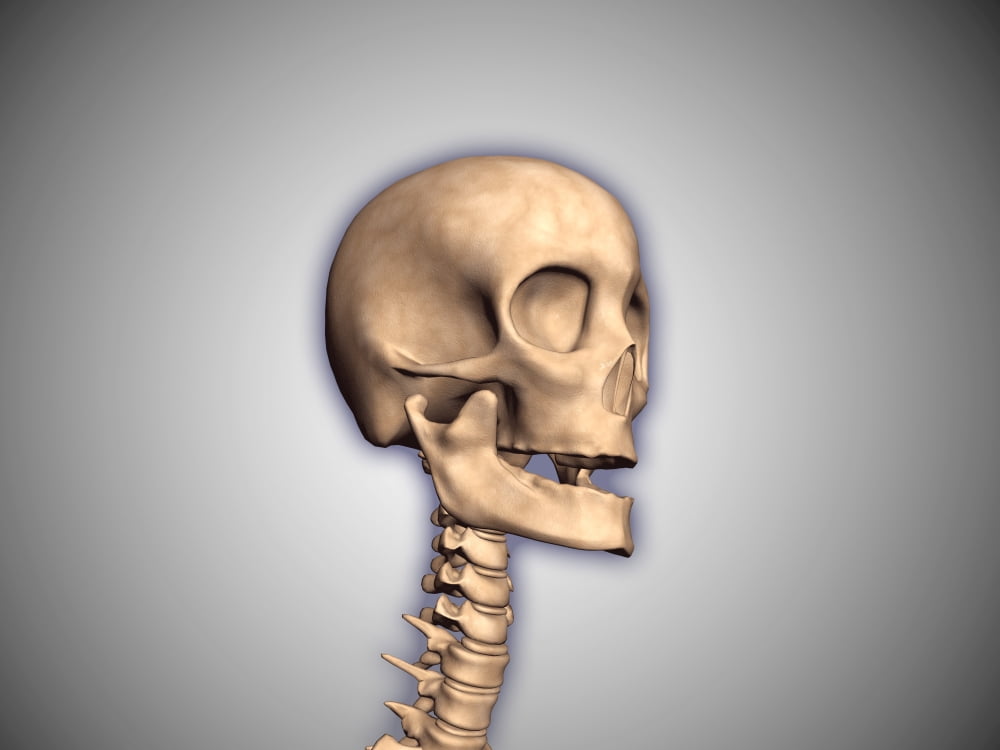 Conceptual image of human skull and spinal cord Canvas Art - Stocktrek Images (17 x 13)