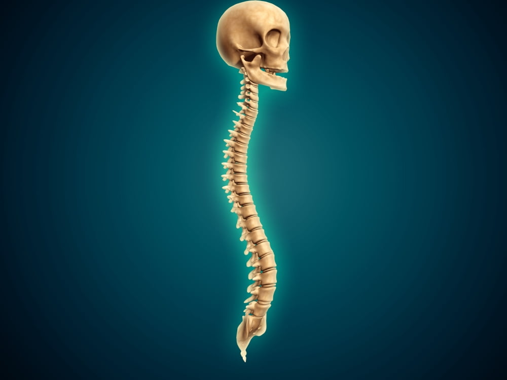 Conceptual image of human skull and spinal cord Canvas Art - Stocktrek Images (17 x 13)