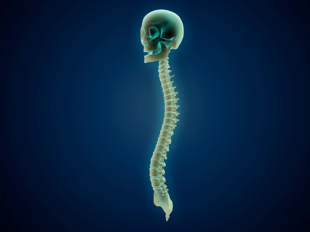 Conceptual image of human skull and spinal cord Canvas Art - Stocktrek Images (33 x 25)