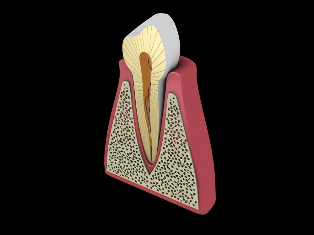 Conceptual image of human tooth Canvas Art - Stocktrek Images (17 x 13)