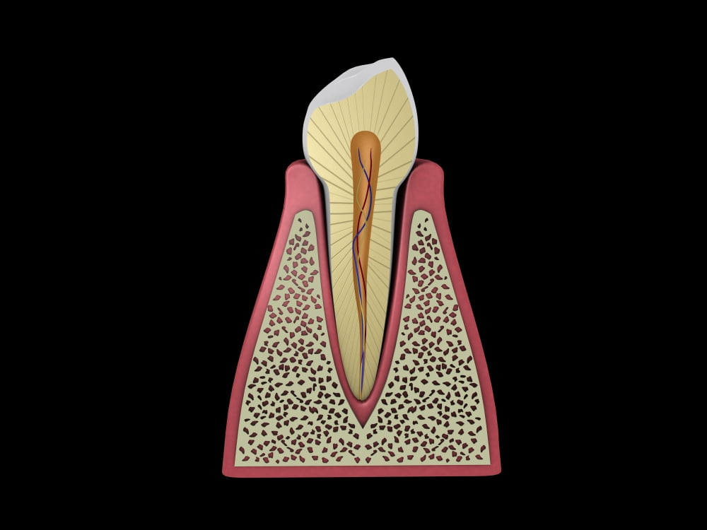 Conceptual image of human tooth Canvas Art - Stocktrek Images (33 x 25)