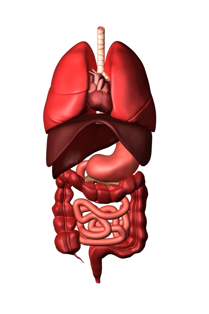 Conceptual image of internal organs of the respiratory and digestive systems Canvas Art - Stocktrek Images (12 x 18)