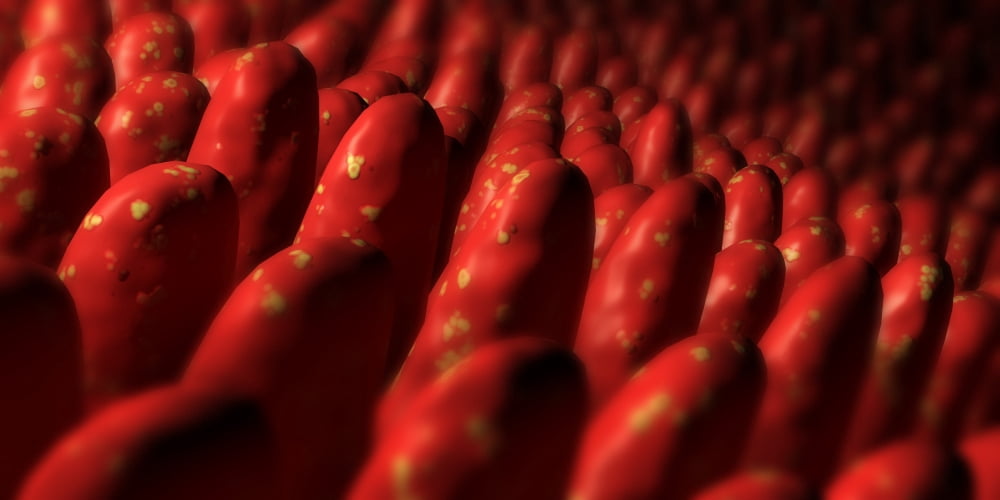 Conceptual image of intestinal villi Canvas Art - Stocktrek Images (20 x 10)