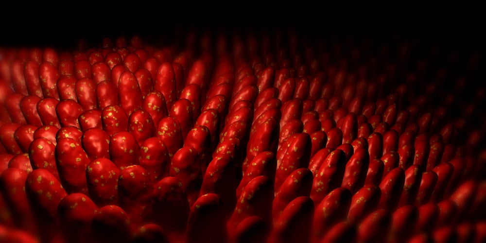 Conceptual image of intestinal villi Canvas Art - Stocktrek Images (20 x 10)