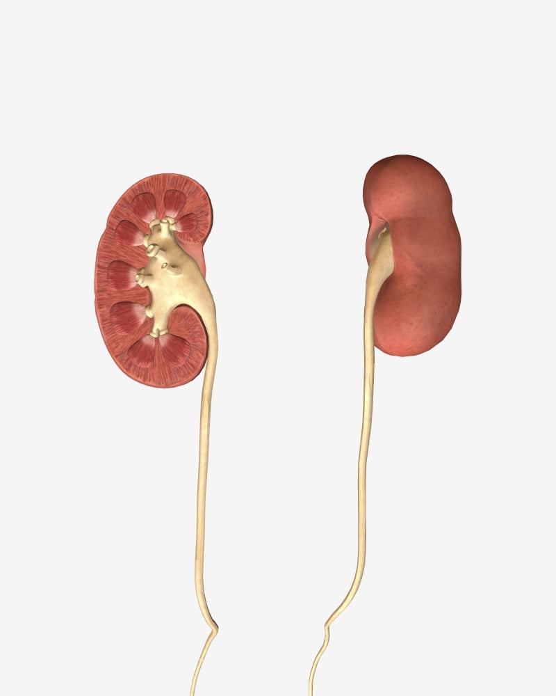Conceptual image of kidneys showing renal pelvis and ureter Canvas Art - Stocktrek Images (26 x 32)