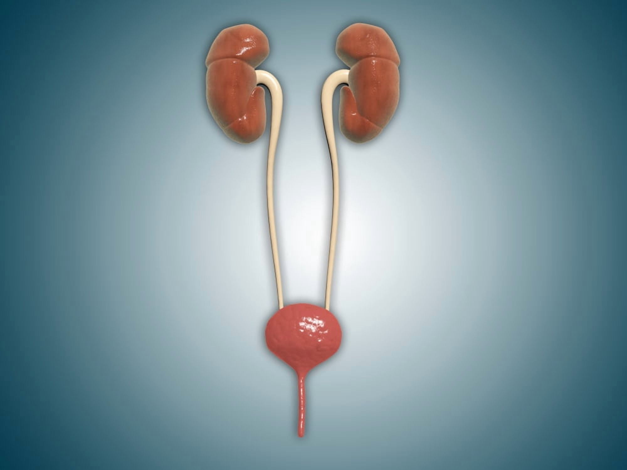 Conceptual image of kidneys with ureter Canvas Art - Stocktrek Images (17 x 13)