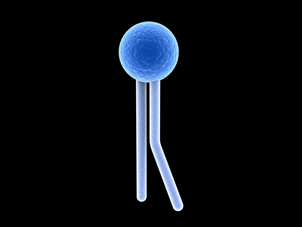 Conceptual image of lipid Canvas Art - Stocktrek Images (33 x 25)