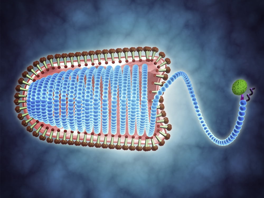 Conceptual image of lyssavirus Canvas Art - Stocktrek Images (33 x 25)