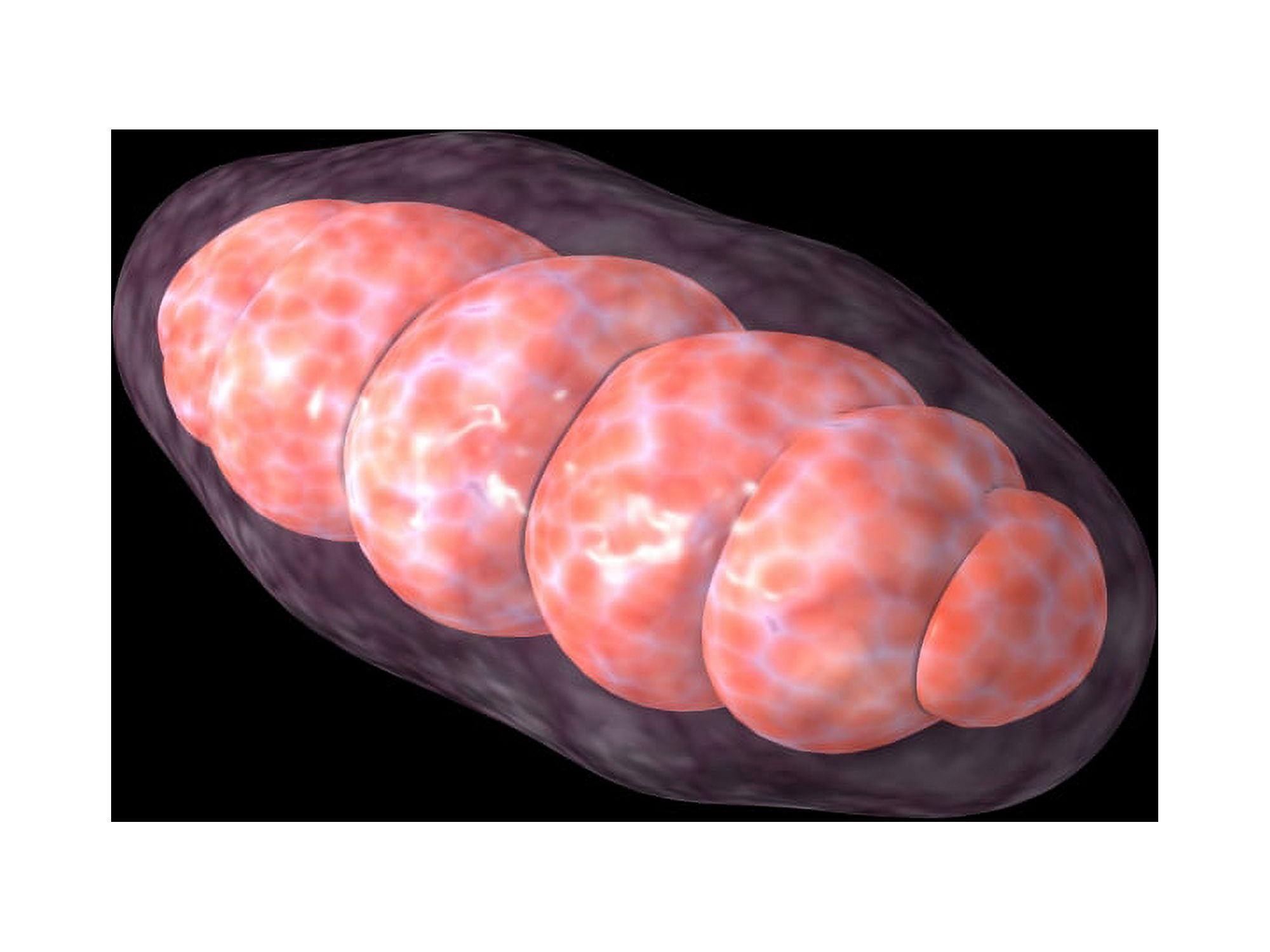 Conceptual image of mitochondria Canvas Art - Stocktrek Images (17 x 13)