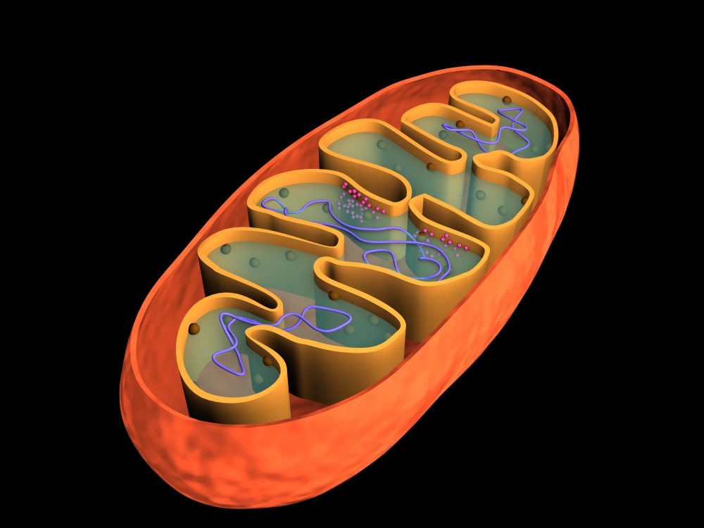 Conceptual image of mitochondria Canvas Art - Stocktrek Images (17 x 13)
