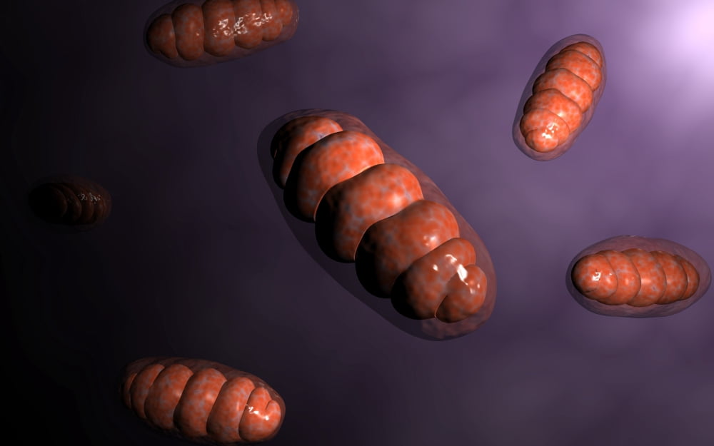 Conceptual image of mitochondria Canvas Art - Stocktrek Images (18 x 12)
