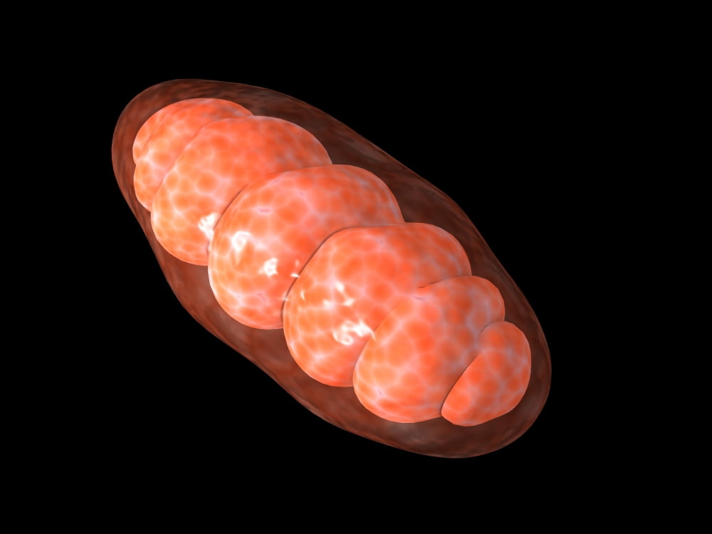 Conceptual image of mitochondria Canvas Art - Stocktrek Images (33 x 25)