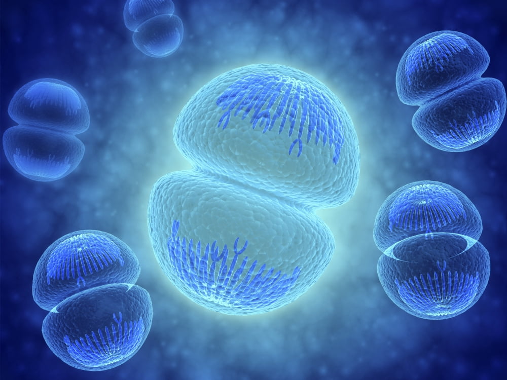 Conceptual image of mitosis Canvas Art - Stocktrek Images (17 x 13)