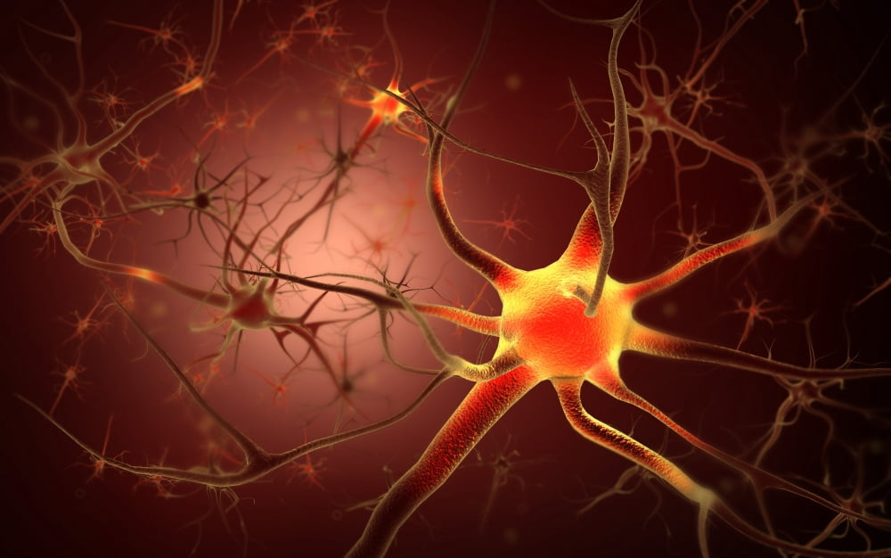 Conceptual image of neuron Canvas Art - Stocktrek Images (18 x 12)