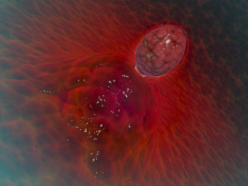 Conceptual image of ovulation in female Canvas Art - Stocktrek Images (17 x 13)
