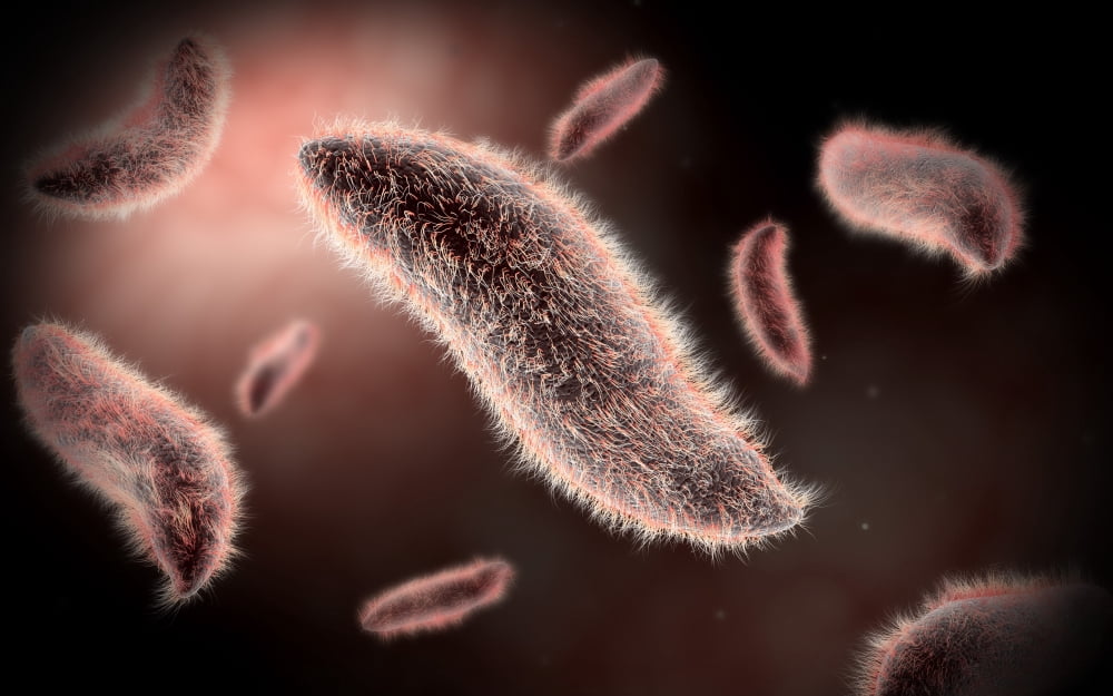Conceptual image of paramecium Canvas Art - Stocktrek Images (18 x 12)