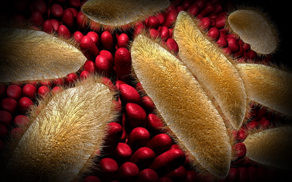 Conceptual image of paramecium Canvas Art - Stocktrek Images (18 x 12)